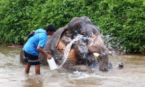 Vietnam Dental